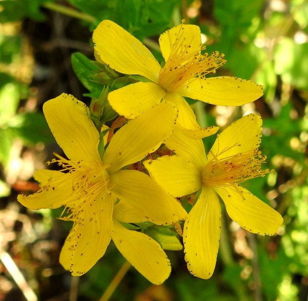 Hypericum perforatum - mäkikuisman terälehdet ovat lähinnä soikeat ja pyöreähköpäiset sekä ainakin laidoiltaan pikitäpläiset ja -juovaiset. Niillä on pituutta tavallisesti noin 7-11 mm ja leveyttä leveimmältä kohtaa noin 2-6 mm. U, Helsinki, Laajasalo, Gunillantien sorapohjainen laide Tahvonlahden koulun kohdalla, 27.6.2018. Copyright Hannu Kämäräinen.