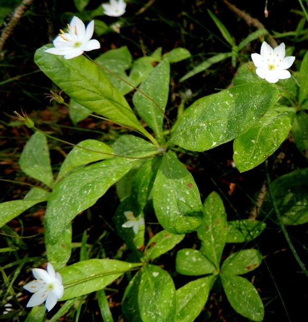 Lysimachia europaea (Trientalis europaea) - metsätähti voi toisinaan innostua kasvattamaan versoonsa kolmekin kukkaa. A, Eckerö, Torp, Degersand, rantamännikkö laajan merenrantahietikon yläpuolella, 12.6.2014. Copyright Hannu Kämäräinen.