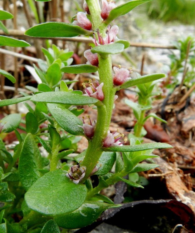 Lysimachia maritima (Glaux maritima) - merirannikin kukat sijaitsevat yksittäin lehtihangoissa. Ne ovat lähes perättömät, sillä perä on enimmilläänkin vain vajaa 1 mm pitkä. U, Hanko, Hangonkylä, niemen kärkiosa, Kråkhamnsudden-niemen eteläpuolinen hiekkaranta, 19.6.2012. Copyright Hannu Kämäräinen.