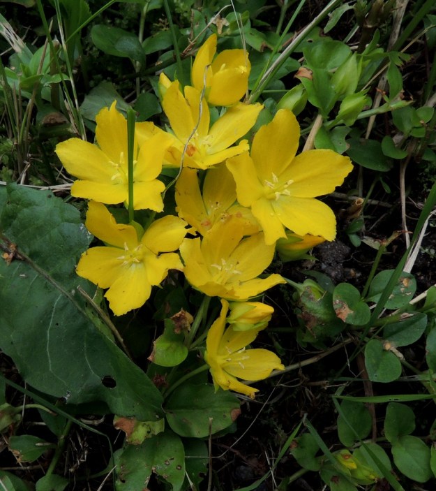 Lysimachia nummularia - suikeroalven teriönliuskat ovat kuvan tavoin soikeat tai vastapuikeat ja hieman limittäiset. Ne ovat yleensä noin 12-15 mm pitkät ja leveimmältä kohtaa noin 6-10 mm leveät. V, Lohja, Virkkala, Kukkumäki, Kuninkaantien laitaoja ja siitä nouseva rinne, 19.7.2016. Copyright Hannu Kämäräinen.