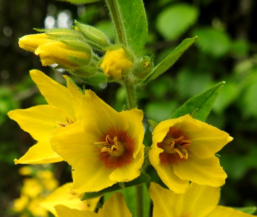Lysimachia punctata - tarha-alven teriö on keltainen. Toisinaan sen tyvi on selvästi punasävyinen. Teriönliuskat ovat laidoiltaan lyhyesti nystykarvaiset. Ranta-alvella, L. vulgaris, teriönliuskat ovat laidoiltaan kaljut. 25.7.2017. Copyright Hannu Kämäräinen.