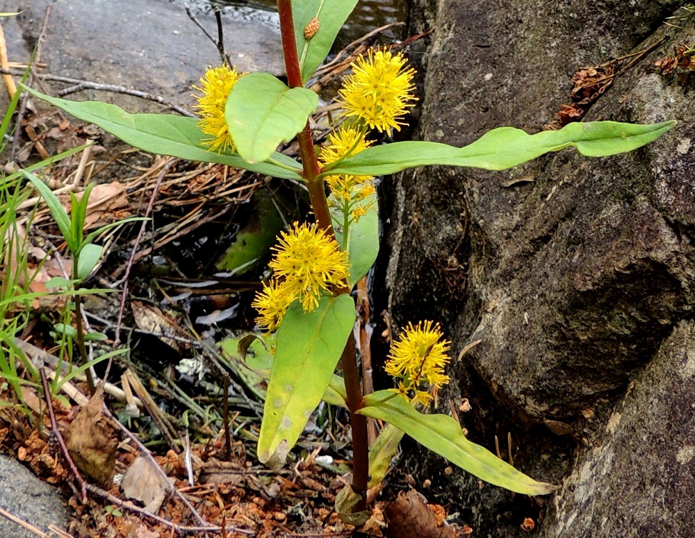 Lysimachia thyrsiflora - terttualven kukintotertut ovat tiheäkukkaiset, pitkäperäiset ja usein pareittain. Lehdet ovat hieman sepivät. Varsi on liereä, alaosastaan kalju, ja sen väri vaihtelee vihreästä vihreänruskeaan ja punaruskeaan. EH, Hämeenlinna, Loimalahti, Alajärven Tervaniemen kärkiosan pohjoisranta, 23.6.2013. Copyright Hannu Kämäräinen.