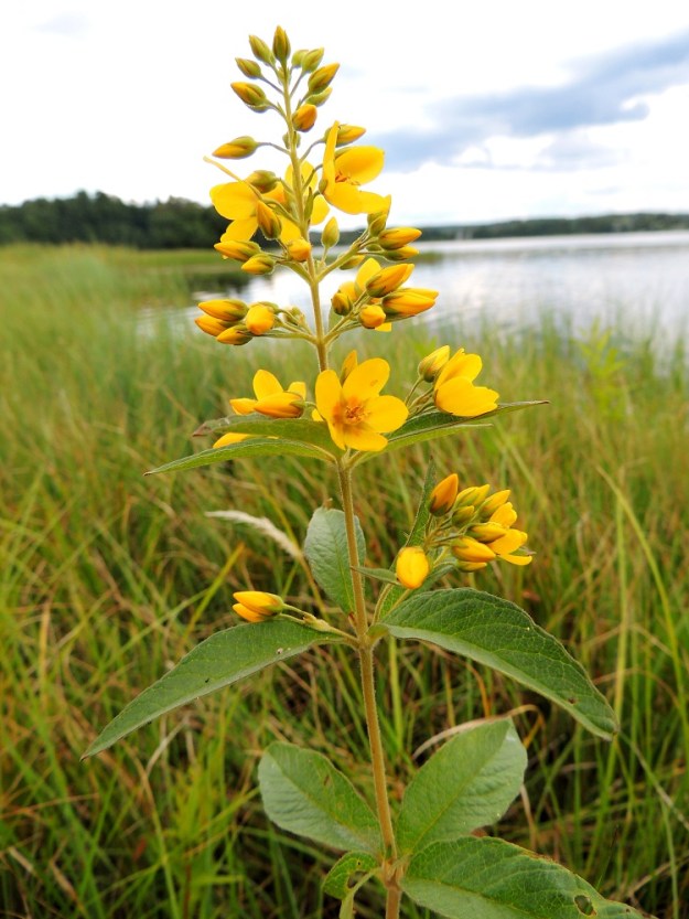 Lysimachia vulgaris - ranta-alven kukan teriö on keltainen, mutta toisinaan sen tyvi voi olla myös punertavasävyinen. EH, Hämeenlinna, Katinen, Katumajärven länsiranta uimarannan pohjoispuolella, 18.7.2014. Copyright Hannu Kämäräinen.