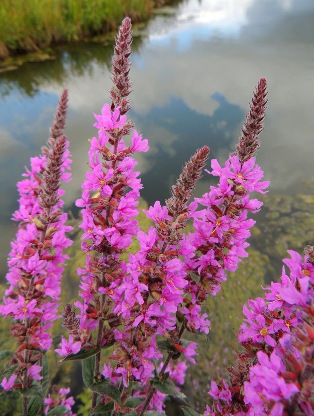 Lythrum salicaria - (pohjan)rantakukan tähkämäinen latvaterttu muodostuu lehtihankaisista, kiehkuramaisista kukkaviuhkoista. Ylemmätkin viuhkojen tukilehdet ovat varsilehtien kaltaisia mutta paljon pienempiä ja vihreitä tai punaruskeita. Kukkien teriöt ovat purppuranpunaiset tai sinertävänpunaiset. U, Helsinki, Arabianranta, Toukolan rantapuisto, Vantaanjoen ranta meren läheisyydessä, 10.8.2013. Copyright Hannu Kämäräinen.
