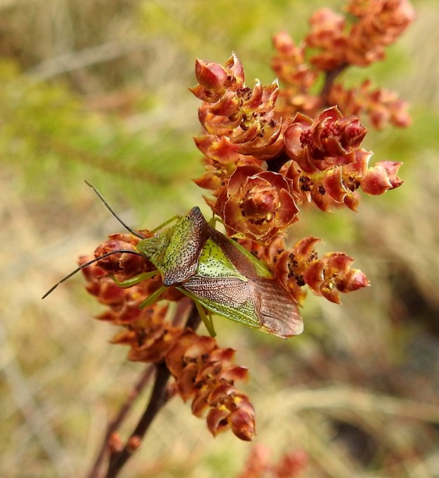 Myrica gale - (saha)suomyrtti ei varsinaisesti hyödy kukinnoissa vierailevista hyönteisistä, jotka voivat tavoitella vaikka runsasta siitepölyä ravinnokseen. Kuvan tuomilude, Acanthosoma haemorrhoidale, imeskelee ravinnokseen kasvinesteitä ja ties vaikka olisi ihastunut norkkojen keltaisten pihkanystyjen öljyisiin aromeihin. 15.5.2022. Copyright Hannu Kämäräinen.