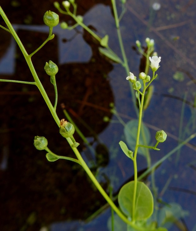 Samolus valerandi - (valko)suolapunka on kokonaan kalju. Sen vähälukuiset kukintohaarat ovat lehtihankaisia. Kukkaperä on tavallisesti noin 5-15 mm pitkä eikä sen tyvellä ole tukilehteä. Sen sijaan sen puolivälissä tai ylempänä on kukkaperän kanssa yhdiskasvuinen ylälehti, jonka kohdalla perässä on usein mutka. Ylälehti on soikea tai suikeahko ja yleensä noin 2-5 mm pitkä ja noin 1-2 mm leveä. 10.7.2022. Copyright Hannu Kämäräinen.