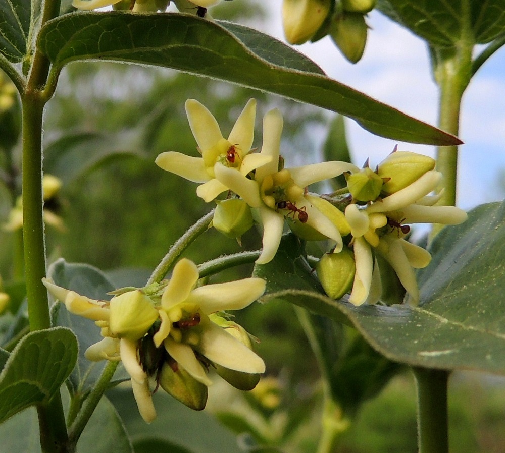 Vincetoxicum hirundinaria - kalliokäärmeenpistonyrtin teriö voi toisinaan olla myös kellanvalkoinen. Kukinto- ja kukkaperä ovat toispuolisesti lyhyen kähäräkarvaiset. Kukan tympeähkö tuoksu ja runsaat mesivarannot houkuttelevat hyönteisiä. Muurahaisten medenlipominen ei kuitenkaan auta pölytyksessä. 30.5.2013. Copyright Hannu Kämäräinen.