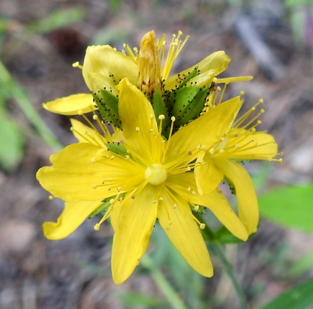 Hypericum montanum - vuorikuisman terälehtien tuottamisessa näkyy joskus sattuvan laskuvirheitä. Kuvan teriössä on viiden sijasta kuusi terälehteä ja kuudennessa lehdessä olisi ainekset seitsemänteenkin terälehteen. 7.7.2022. Copyright Hannu Kämäräinen.