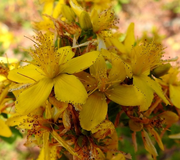 Hypericum perforatum - mäkikuisman kukassa on paljon heteitä. Ne ovat kolmena, tyveltään yhdiskasvuisena kimppuna. Heteet ovat keltaiset ja noin 6-8 mm pitkät. Sikiäin on kehänpäällinen ja noin 3-4 mm pitkä. Emi on kolmivartaloinen ja kukin vartalo yksiluottinen. Se on luotteineen noin 4-6 mm pitkä. A, Lemland, Järsö, koilliskulma, Norrgård, Norråkersvägenin pohjoispään laide, 11.7.2022. Copyright Hannu Kämäräinen.