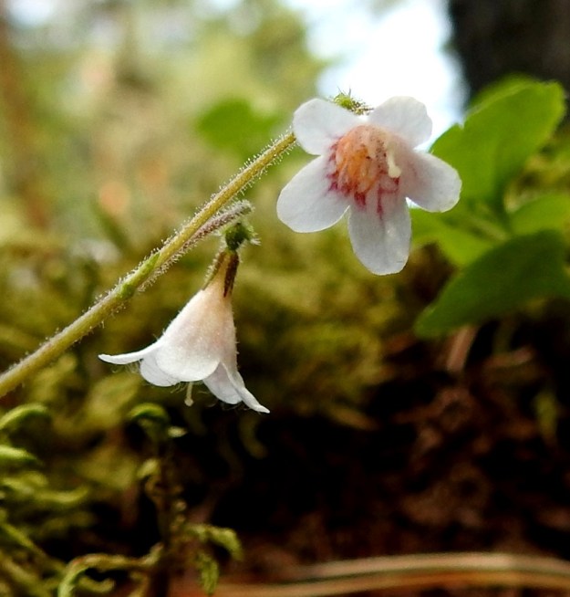 Linnaea borealis - vanamon kukkien tuoksu muistuttaa lehdokin ja syreenin tuoksua. Teriö on kärjestään viisiliuskainen. Liuskat ovat pyöreämuotoiset, yleensä noin 2-4 mm pitkät ja noin 2-3 mm leveät. EH, Hämeenlinna, Loimalahti, rehevä kangasmetsä Tervaniemen ulkoilureitin varressa, Kolkanmäen ja Tervaniemen välillä, 2.7.2022. Copyright Hannu Kämäräinen.