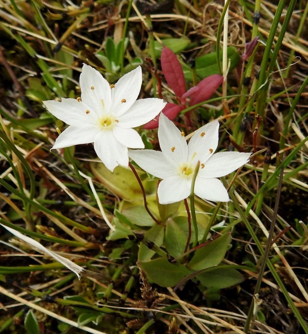 Lysimachia europaea (Trientalis europaea) - metsätähden kukat koristavat nimestään huolimatta myös tunturikankaita ja -kosteikkoja. Johtuneeko ääriolosuhteista, että yleensä ehytlaitaisissa teriönliuskoissa esiintyy toisinaan pykäliä ja hampaisuutta. Kuvassa ovat seuralaisina mm. hentokorte, Equisetum scirpoides, suokukka, Andromeda polifolia ja siniyökönlehden, Pinguicula vulgaris, lehtiruusuke. EnL, Enontekiö, Kilpisjärvi, Saanajärven luoteisranta puron laiteessa, 680 m mpy, 6.7.2018. Copyright Hannu Kämäräinen.