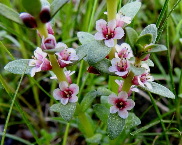 Lysimachia maritima (Glaux maritima) - merirannikin kukka on herttaisen pikkusievä siitä huolimatta, että siitä puuttuu kokonaan kukan yleisesti näyttävin osa, teriö. Verhiöstä onkin kehittynyt niin teriömäinen, ettei tätä erikoisuutta huomaa ilman asiantuntevaa, lähempää tarkastelua. Verhiö on kellomainen, yhdislehtinen ja noin puoleen väliin saakka viisiliuskainen. Pituutta sillä on tavallisesti noin 4-5 mm ja leveyttä avoimena noin 4-6 mm. U, Hanko, Hangonkylä, Lillmärsan, uimaranta-alueen itäpuolen kallioinen ja kivikkoinen merenrantaniitty, 11.6.2021. Copyright Hannu Kämäräinen.
