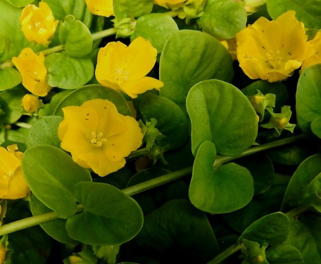 Lysimachia nummularia - suikeroalven teriönliuskat voivat olla kuvan tavoin myös leveänsoikeat tai leveän vastapuikeat ja reilusti limittäiset. Puutarhakarkulaisilla erilainen jalostustausta tuo vaihtelua ominaisuuksiin ja tuntomerkkeihin. Koko kasvi teriötä lukuun ottamatta on kalju. EH, Kouvola, Kuusankoski, Rekola, Uusi hautausmaa, hautausmaan länsipuoliset komposti- ja ylijäämämaakasat, 4.7.2019. Copyright Hannu Kämäräinen.
