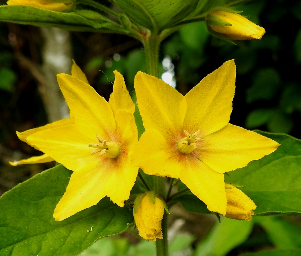 Lysimachia punctata - tarha-alven teriönliuskat ovat puikeat ja suippopäiset. Ne ovat yleensä noin 8-12 mm pitkät ja leveimmältä kohtaa noin 5-9 mm leveät. Heteet ovat noin 5-7 mm pitkät ja niiden palhot ovat tyveltään noin 2-3 mm:n matkalta yhteenkasvaneet. Emi on yksivartaloinen ja -luottinen sekä noin heteiden mittainen. 25.7.2017. Copyright Hannu Kämäräinen.