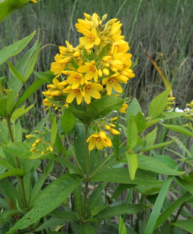Lysimachia vulgaris - ranta-alven varren lehtikiehkuroissa voi toisinaan olla, kuten kuvassa, viisikin lehteä. Laji täyttäisi näyttävyydellään hyvin myös puutarhakasvin vaatimukset. Tähän tarkoitukseen käytetään kuitenkin lähilajia, tarha-alpea, L. punctata. U, Pornainen, Rantala, Matinojan laide, 25.7.2015. Copyright Hannu Kämäräinen.