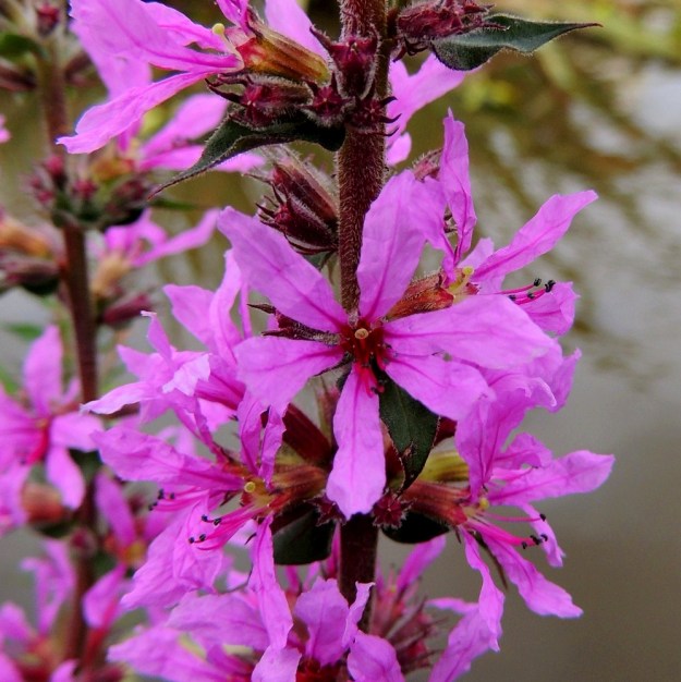 Lythrum salicaria - (pohjan)rantakukan teriö on yleensä noin 15-20 mm leveä. Terälehtiä on säteittäisesti useimmiten kuusi ja harvemmin viisi. Ne ovat kiinnittyneet verhiönliuskojen väleihin torven suulle. Terälehdet ovat lähinnä kapean vastapuikeat ja pyöreä- tai suippopäiset sekä tavallisesti noin 8-13 mm pitkät ja leveimmältä kohtaa noin 2-4 mm leveät. Kuten kuvasta näkyy, heteet ja emi ovat eripituiset. Tämä tukee ristipölytystä. U, Helsinki, Arabianranta, Toukolan rantapuisto, Vantaanjoen ranta meren läheisyydessä, 10.8.2013. Copyright Hannu Kämäräinen.