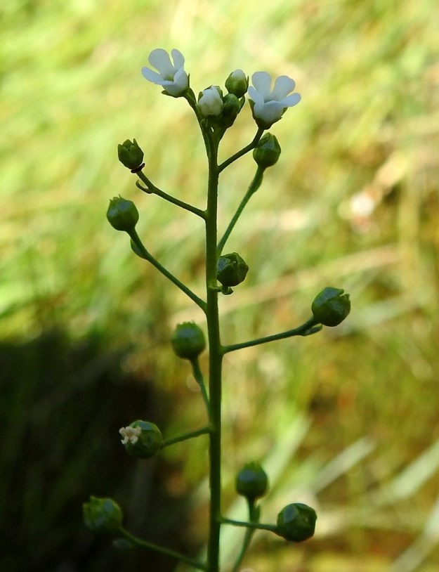 Samolus valerandi - (valko)suolapungan latvatertussa on yleensä noin 5-30 kukkaa. Kukan teriö on valkoinen, kellomainen ja yhdislehtinen sekä viisiliuskainen. Se on tavallisesti noin 3-3,5 mm pitkä ja kärjestään noin 2-4 mm leveä. 10.7.2022. Copyright Hannu Kämäräinen.