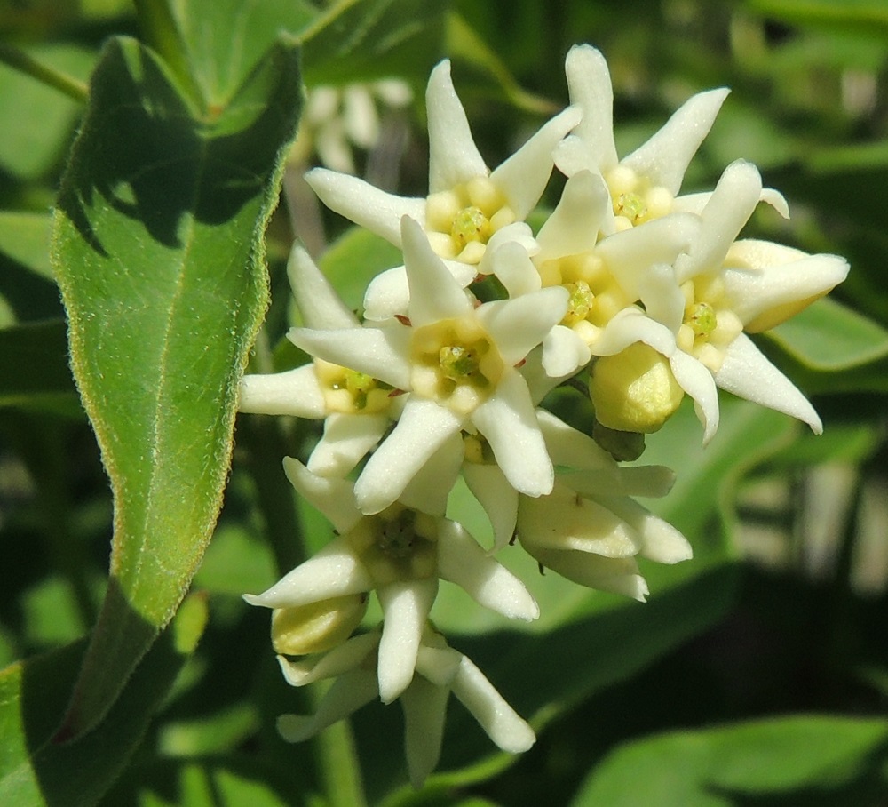 Vincetoxicum hirundinaria - kalliokäärmeenpistonyrtin teriönliuskat ovat kapeanpuikeat, suippo tai pyöreähköpäiset ja paksut sekä yleensä noin 2-4 mm pitkät. Liuskojen tyvellä on viisiliuskainen lisäteriö, jonka liuskat ovat leveän ja tylpän kolmiomaiset sekä noin 1-1,5 mm pitkät. Kuvassa näkyy hyvin, kuinka lehden yläpuoli on laidoiltaan ja suonistaan lyhyesti kähäräkarvainen. 8.6.2014. Copyright Hannu Kämäräinen.