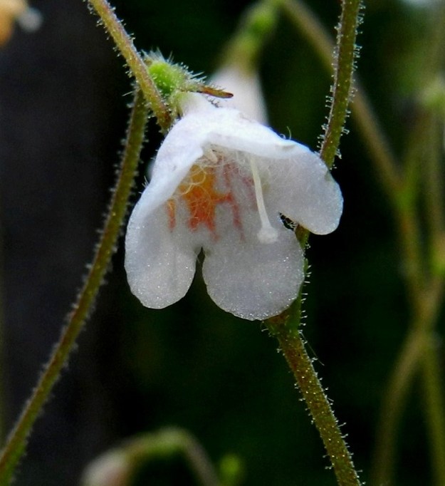 Linnaea borealis - vanamon teriön sisäpuoli on pitkä-, kähärä- ja vaaleakarvainen. Myös ulkopinnassa on lyhyempää karvoitusta. Sisäpinnassa on yleensä vaihtelevaa, kellertävää, punertavaa tai sinipunaista värikirjoa. Emi on yksivartaloinen ja -luottinen. Se on valkoinen ja ulottuu teriön kärjen tasalle tai hieman sitä ulommaksi. Vartalo on jouhimaisen ohut ja luotti on pallomainen. EH, Hämeenlinna, Loimalahti, rehevä kangasmetsä Tervaniemen ulkoilureitin varressa, Kolkanmäen ja Tervaniemen välillä, 4.7.2012. Copyright Hannu Kämäräinen.