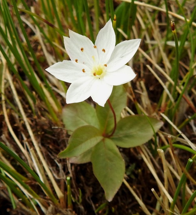 Lysimachia europaea (Trientalis europaea) - metsätähti on onnistunut ujuttamaan maarönsynsä jopa tiheään tupasluikkakasvustoon, Trichophorum cespitosum. Teriö on yleisimmin seitsemänliuskainen, mutta vaihteluväli yltää viidestä yhdeksään. Kuvassa olevan teriön yhdellä, muita leveämmällä liuskalla näyttää olleen "alustavia aikeita" jakautua kahdeksi liuskaksi. EnL, Enontekiö, Kilpisjärvi, Saanajärven luoteisranta puron laiteessa, 680 m mpy, 6.7.2018. Copyright Hannu Kämäräinen.