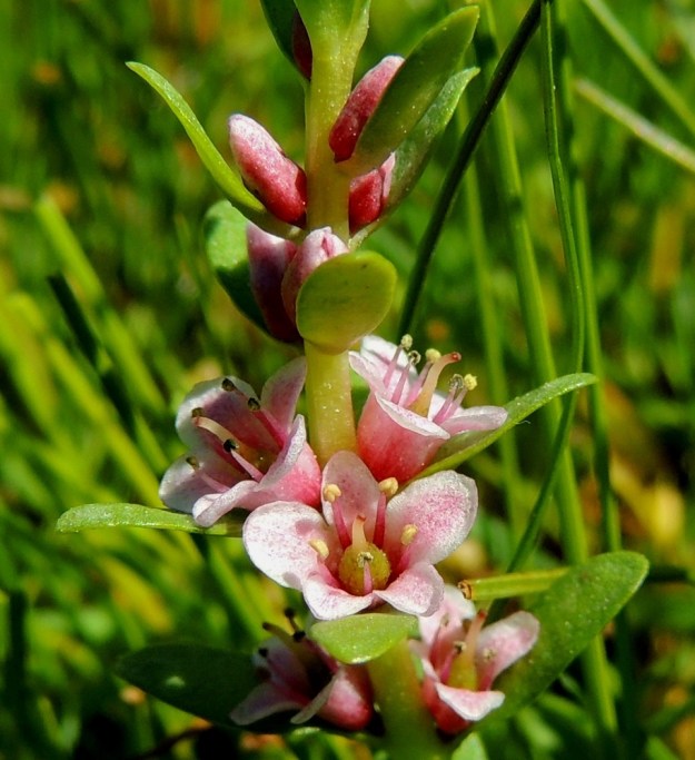 Lysimachia maritima (Glaux maritima) - merirannikin teriömäisen verhiön liuskat ovat yhdislehtistä tyviosaa vaaleammat, tummempipisteiset ja pyöreämuotoiset sekä noin 2 mm pitkät ja noin 1,5-2 mm leveät. Heteitä on viisi. Ne ovat noin 4-5 mm pitkät. Pallomaisen sikiäimen kärjessä oleva emi on yksivartaloinen ja -luottinen sekä noin 2 mm pitkä. A, Lemland, Nåtö, Själskata, luonnonsuojelualue biologisen aseman itäpuolella, merenrantaniitty, 11.6.2014. Copyright Hannu Kämäräinen.