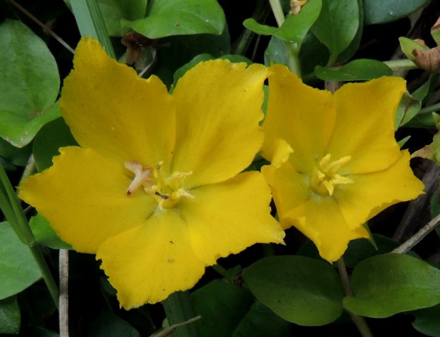 Lysimachia nummularia - suikeroalven teriönliuskat ovat ehytlaitaiset tai kärkiosastaan kuvan tavoin hieman risareunaiset, tummempipisteiset ja hyvin lyhyesti nystykarvaiset. Nystykarvojen näkeminen vaatii vahvaa suurennusta. Heteitä on viisi. Ne ovat keltaiset, noin 4-7 mm pitkät ja niiden palhot ovat tyveltään noin 2-3 mm:n matkalta yhteenkasvaneet. Emi on yksivartaloinen ja -luottinen sekä noin 5-7 mm pitkä. V, Lohja, Virkkala, Kukkumäki, Kuninkaantien laitaoja ja siitä nouseva rinne, 19.7.2016. Copyright Hannu Kämäräinen.