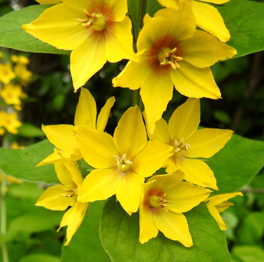 Lysimachia punctata - tarha-alven teriöiden liuskoittumisessa on jonkin verran vaihtelua. Vaikka ylivoimainen valtaosa onkin viisiliuskaisia, seassa voi olla myös teriöitä, joissa onkin neljä, kuusi tai seitsemän liuskaa. Heteiden määrä noudattelee teriönliuskojen määrää. Niinpä ylhäällä oikealla olevassa teriössä on kuuden liuskan lisäksi myös kuusi hedettä normaalin viiden sijasta. 25.7.2017. Copyright Hannu Kämäräinen.