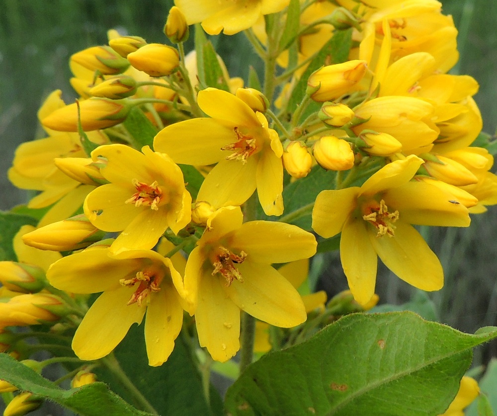 Lysimachia vulgaris - ranta-alven teriö on säteittäisesti ratasmainen ja melkein tyveen saakka viisiliuskainen. Se on tavallisesti noin 10-16 mm leveä. U, Pornainen, Rantala, Matinojan laide, 25.7.2015. Copyright Hannu Kämäräinen.