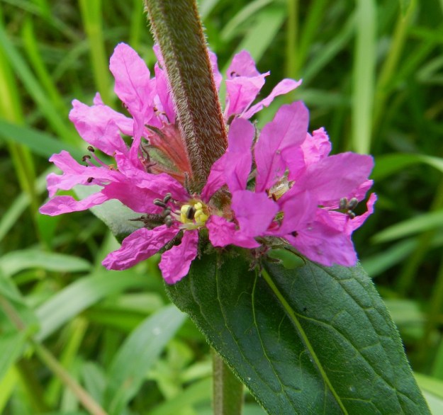 Lythrum salicaria - (pohjan)rantakukan varsi on yleensä nelisärmäinen ja tiheästi lyhytkarvainen. Kukassa on tavallisesti kaksitoista hedettä. Ne ovat kahtena eripituisena kiehkurana. Pisimmät heteet ovat noin 9-13 mm pitkät ja niiden ponnet sekä siitepöly ovat tummansiniset. Lyhyemmät heteet puolestaan ovat noin 3-8 mm pitkät ja niiden ponnet sekä siitepöly ovat keltaiset. Tämäkin erikoisuus yhdessä emin pituusvaihtelun kanssa palvelee ristipölytystä. EH, Hämeenlinna, Keinusaari, Varikonniemi, Vanajaveden rannan pitkospuupolun varsi, 11.8.2012. Copyright Hannu Kämäräinen.