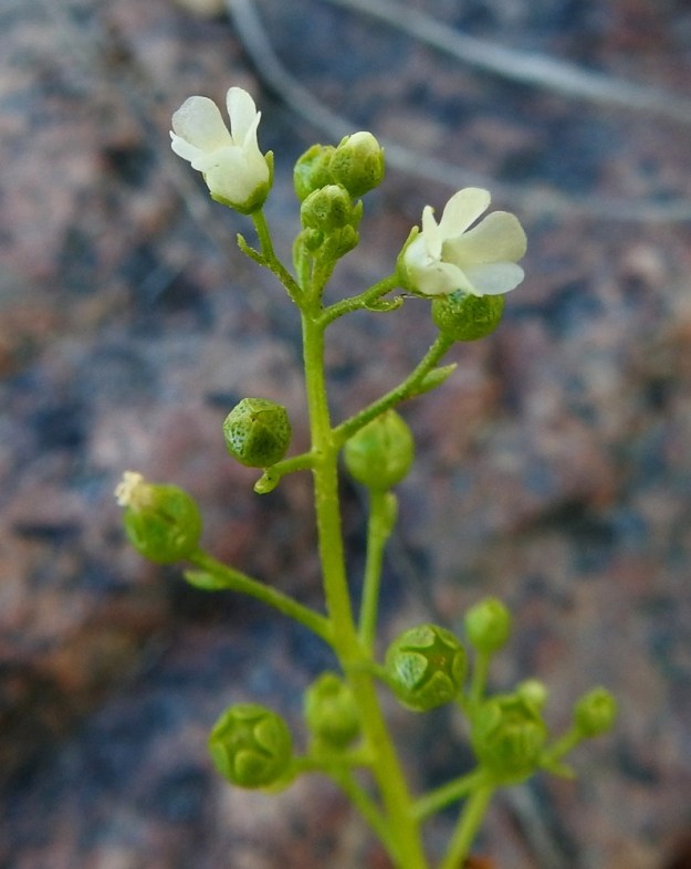 Samolus valerandi - (valko)suolapungan kukan verhiö on kellomainen, vihreä ja viisiliuskainen sekä kukintavaiheessa noin 2 mm pitkä. Liuskat ovat tummemman tiheäpilkkuiset, leveän kolmiomaiset ja noin 1 mm pitkät sekä tyveltään noin pituutensa levyiset. 10.7.2022. Copyright Hannu Kämäräinen.