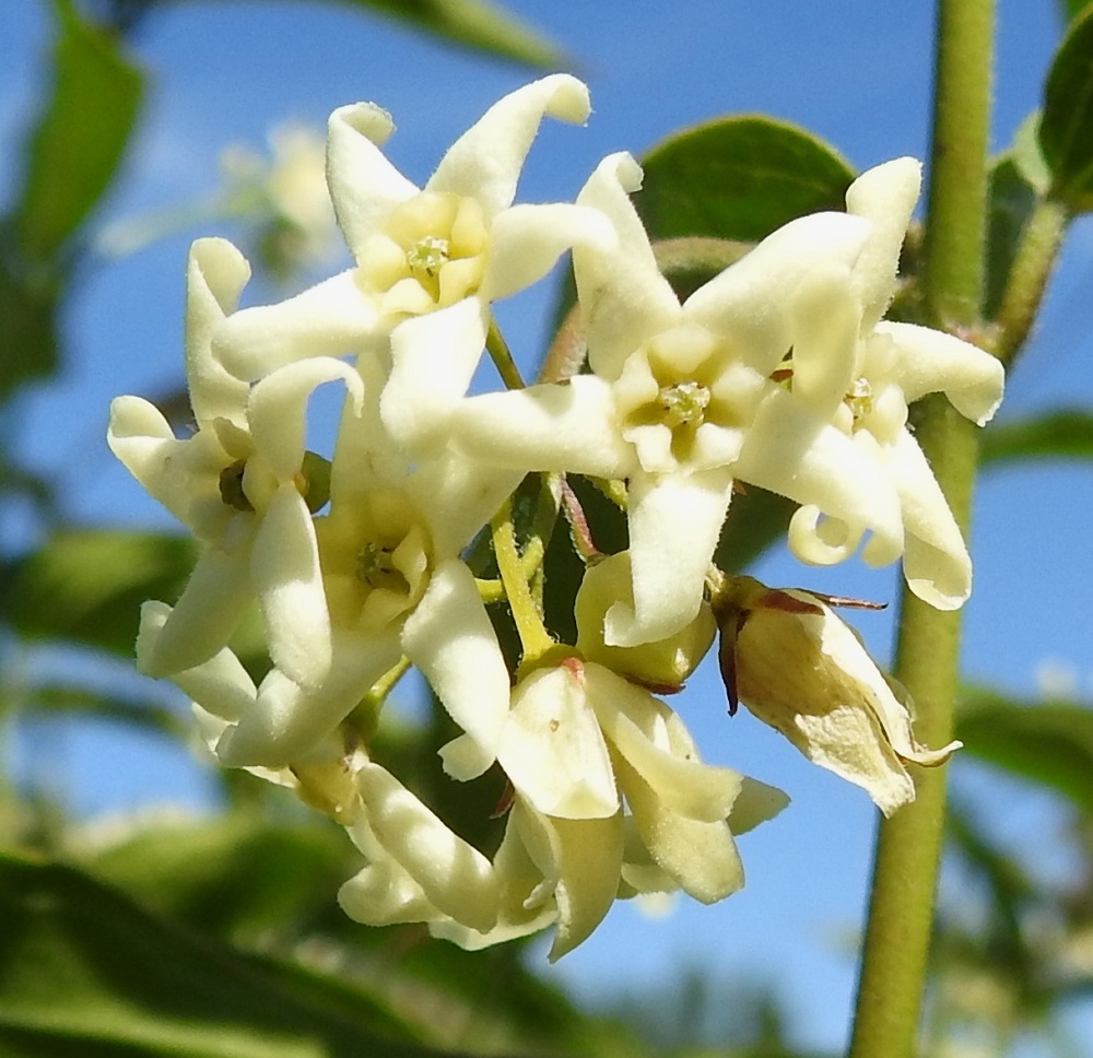 Vincetoxicum hirundinaria - kalliokäärmeenpistonyrtin teriönliuskat ovat kaljut tai kuvan tavoin yläpinnaltaan hyvin lyhyesti kähäräkarvaiset. Kukan hetiö ja emiö ovat yhteenkasvaneet ja yltävät enintään lisäteriön kärjen tasolle. Heteitä on viisi ja ne erottuvat kuvassa tummina tiiviisti emin ympärillä. Verhiö on yleensä noin 2-3 mm pitkä, syvään viisiliuskainen ja lähes kalju. Liuskat ovat kapean kolmiomaiset ja teräväkärkiset. 10.7.2017. Copyright Hannu Kämäräinen.