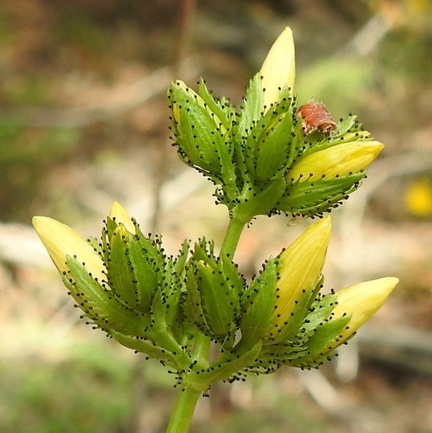 Hypericum montanum - vuorikuisman kukan verholehdet ovat suikeat ja laidoiltaan mustapäisen nystyhampaiset. Ne ovat yleensä noin 5-6 mm pitkät ja leveimmältä kohtaa noin 1-1,3 mm leveät. Myös kukkien tukilehdet ovat suikeat ja laidoiltaan nystyhampaiset. 1.7.2022. Copyright Hannu Kämäräinen.