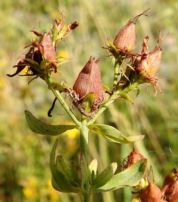 Hypericum perforatum - mäkikuisma on kauttaaltaan kalju. Kota on lähinnä munamainen ja kolmilokeroinen sekä monisiemeninen. Se on tavallisesti noin 6-8 mm pitkä ja noin 4-5 mm paksu. Se avautuu kolmiliuskaisesti. EH, Hämeenlinna, Sairio, Sairionranta, radanvarsiketo Vanajaveden rannassa, ulkoilureitin varressa, 16.8.2022. Copyright Hannu Kämäräinen.