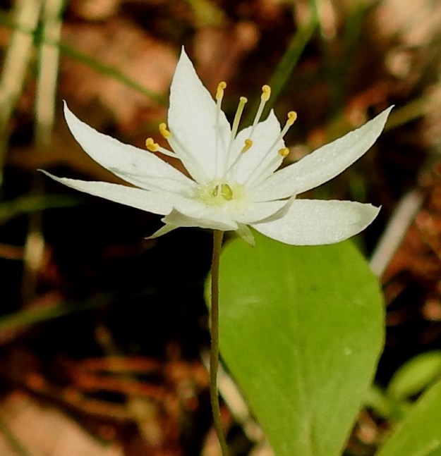 Lysimachia europaea (Trientalis europaea) - metsätähden teriö on säteittäisesti ratasmainen ja yhdislehtinen sekä melkein tyveen saakka liuskainen. EH, Hämeenlinna, Majalahti, Hirsimäki, Näsiäntien ja Louhoksentien välinen metsäalue, 14.6.2022. Copyright Hannu Kämäräinen.
