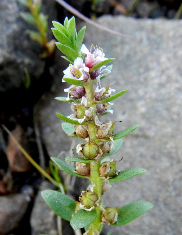 Lysimachia maritima (Glaux maritima) - merirannikin latva kukkii vielä samaan aikaan, kun alemmissa lehtihangoissa olevat kukat ovat jo hedelmillä. Lähes kaikki kukat kehittyvät kotahedelmiksi. St, Pori, Reposaari, lounaispuoli Linnakepuiston kohdalla, kivikkoinen ja osin veden vallassa oleva merenranta, 19.7.2012. Copyright Hannu Kämäräinen.