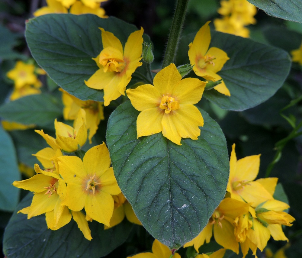 Lysimachia punctata - tarha-alven luontainen perimä on varmaan toisinaan jalostuksen myötä jossain määrin muuntunut. Kuvan yläosan kahdessa teriössä on erikoisuutta yllin kyllin, kun kuuden ja seitsemän teriönliuskan lisäksi osa heteistä näyttää kehittyneen pieniksi lisäterälehdiksi. Kuitenkin muut kukat ovat normaaleja ja teriöltään viisiliuskaisia. 5.7.2013. Copyright Hannu Kämäräinen.
