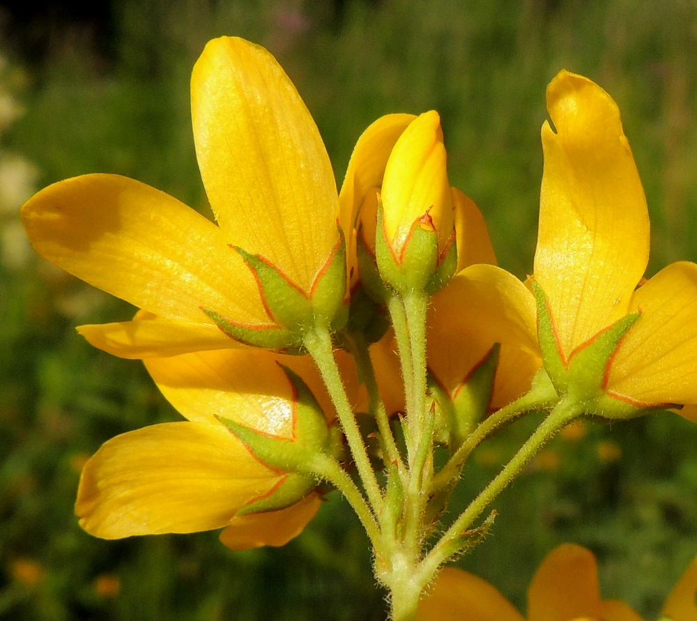 Lysimachia vulgaris - ranta-alven kukkaperä on tukilehdellinen ja yleensä noin 3-8 mm pitkä. Tukilehdet ovat suikeat tai lähes tasasoukat ja noin 1,5-5 mm pitkät. Kukintohaarat, kukkaperät ja tukilehdet ovat tiheästi nystykarvaiset. Verhiö on tavallisesti noin 3-4 mm pitkä ja syvään viisiliuskainen. Liuskat ovat teräväkärkisen kolmiomaiset, nystykarvaiset ja muuten vihreät, mutta laidoissa on kapea, punaruskea raita. U, Pornainen, Rantala, Matinojan laide, 25.7.2015. Copyright Hannu Kämäräinen.