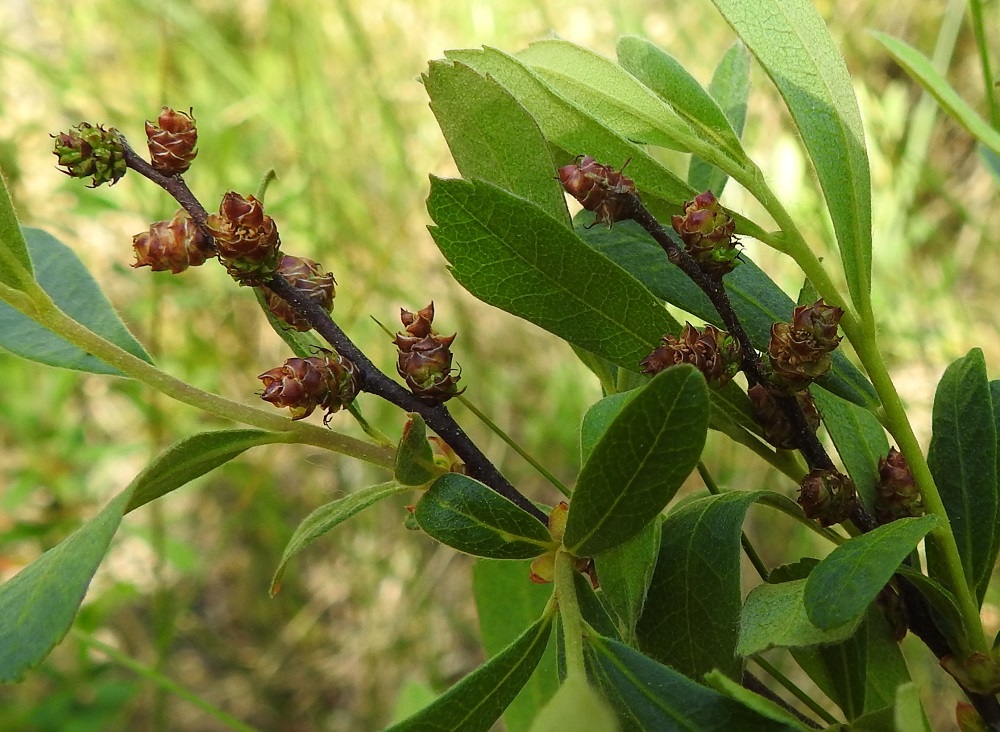 Myrica gale - (saha)suomyrtin laajemmista pensaikoista voi etsimällä löytää myös pensaita, joissa on samoissa oksissa sekä hede- että eminorkkoja ja / tai samoissa norkoissa voi olla niin hede- kuin emikukkiakin. Kuvassa vasemmalla olevan oksan kärkinorkko on ollut vain emikukkainen ja hedelmät ovat kehittymässä. Oksissa muutama norkko on ollut vain hedekukkainen ja useissa norkoissa on sekä hede- että emikukkia. 24.6.2022. Copyright Hannu Kämäräinen.