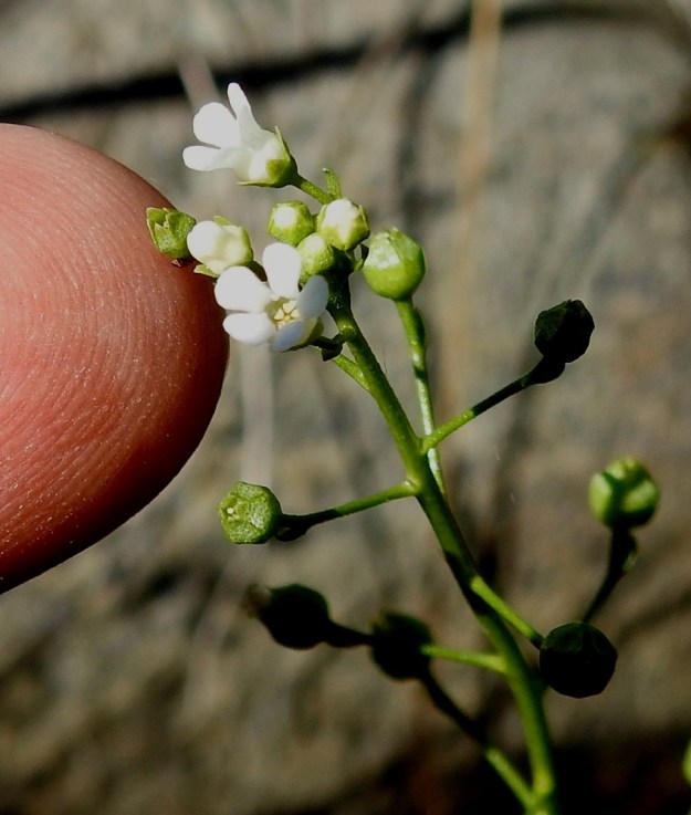 Samolus valerandi - (valko)suolapungan kukkien pienuus havainnollistuu sormenpään vieressä. Teriönliuskat ovat pyöreä- tai tylppäkärkiset ja tyveä kohti hieman kapenevat sekä yleensä noin 1,5 mm pitkät. Keltaponsisia heteitä on viisi. Ne jäävät kellomaisen teriön yhdislehtisen tyviosan sisälle. Emi on yksivartaloinen ja -luottinen. Se yltää heteiden kanssa samalle tasolle. Tämä helpottaa kukkien itsepölytystä. 10.7.2022. Copyright Hannu Kämäräinen.