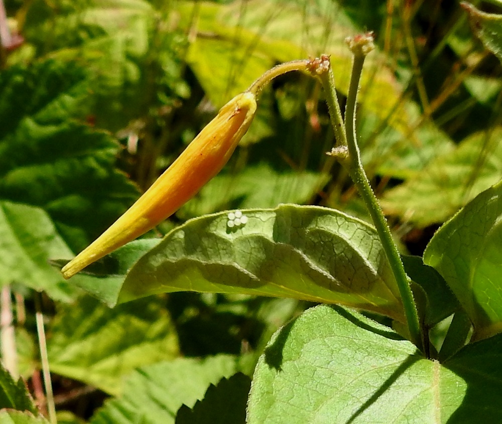 Vincetoxicum hirundinaria - kalliokäärmeenpistonyrtin hedelmä on sukkulamainen ja suippopäinen sekä kellanruskehtava ja kalju tuppilo, joka on tavallisesti noin 30-60 mm pitkä ja leveimmältä kohtaa noin 5-8 mm paksu. Tuppilo avautuu saumoistaan pitkittäissuuntaisesti. Voimakkaasta myrkyllisyydestään huolimatta käärmeenpistonyrtti on muutamalle hyönteislajille jopa elinehto. Ritarilude, Lygaeus equestris, varastoi kudoksiinsa sen myrkkyä ja tekee näin itsestään sopimattoman suupalan saalistajille. Harmosuomuyökkösen, Abrostola asclepiadis, toukat käyttävät sitä ravintokasvinaan. Kuvassa näkyy tämän yökkösen valkoinen munaryhmä tulevassa ruokapöydässään. 13.7.2022. Copyright Hannu Kämäräinen.