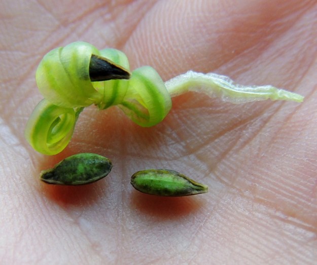 Impatiens capensis - lännenpalsamin kota avautuu kypsänä pienestäkin kosketuksesta pitkittäisistä saumoistaan viisiliuskaisesti. Liuskoissa oleva jännite purkautuu rävähtäen ja ne kiertyvät tiukalle kiepille samalla lingoten siemenet jopa useiden metrien päähän. Siemenet ovat ruskeat tai vihreän ja ruskean kirjavat, soikeahkon pitkulaiset ja nipukkakärkiset sekä noin 4-5 mm pitkät. 3.8.2013. Copyright Hannu Kämäräinen.