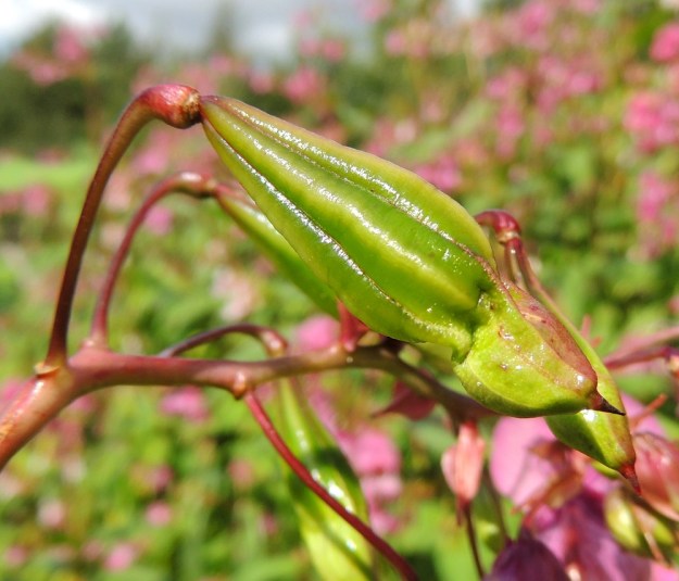 Impatiens glandulifera - jättipalsamin hedelmä on viisilokeroinen, nuokkuva tai siirottava ja nuijamainen kota. Se on tavallisesti noin 15-30 mm pitkä ja leveimmältä kohtaa noin 6-8 mm paksu. EH, Hämeenlinna, Loimalahti, Kuokkamaa, entisen Sammon kaatopaikan täyttökummun lakialue, 6.8.2016. Copyright Hannu Kämäräinen.