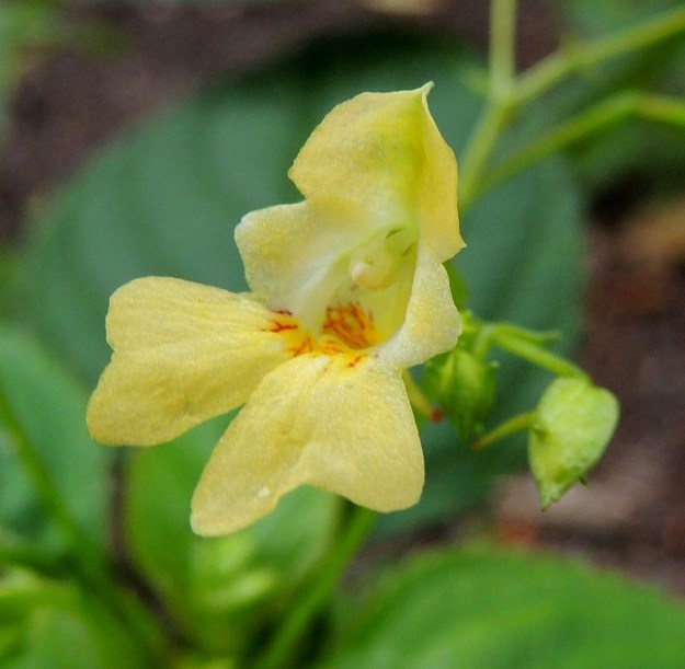 Impatiens parviflora - rikkapalsamin teriö on viisilehtinen. Neljä terälehdistä sijoittuvat kahtena parina nielun sivuille kaartuen sieltä laajoiksi huuliksi kukan alapuolelle. Parin terälehdet ovat tyviosastaan laajasti yhdiskasvuiset. Ylempi, kukan sivulla oleva lehti on kuin pyöreämuotoinen liuska isommassa kokonaisuudessa. Parin alempi lehti on yleensä tasaisesti alaspäin levenevä ja sen kärki on lähes suora tai hieman lanttopäinen. Terälehtipari on tavallisesti noin 6-10 mm pitkä kokonaisuus. Viides terälehti suuntautuu kuin kuperana lippana yläviistoon. Lehdessä on yleensä pieni kärkinipukka. Pituutta sillä on useimmiten noin 3-5 mm. U, Helsinki, Lauttasaari, Takaniemenlahden kausikostea perukka Kyyluodontien varressa, 10.8.2013. Copyright Hannu Kämäräinen.