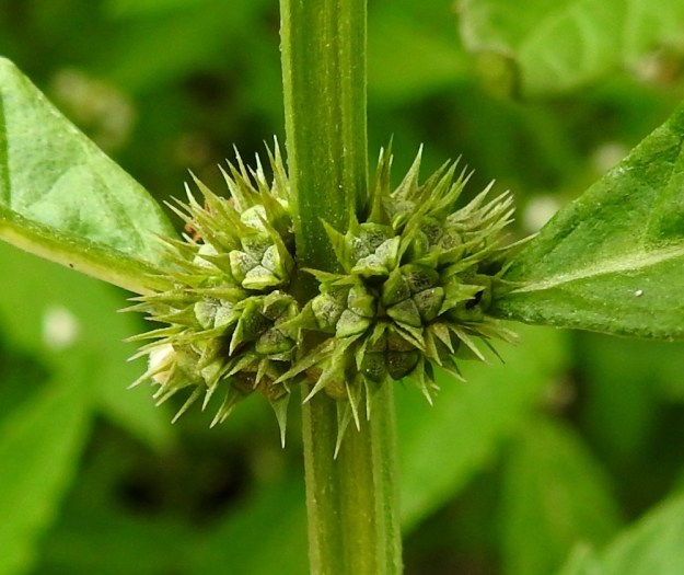 Lycopus europaeus - (luhta)rantayrtin hedelmä kehittyy verhiön sisään. Se on ristikkäisesti nelilohkoinen, päästään pyöristyneen nelikulmainen ja noin 2 mm leveä. Lohkot ovat noin 1,5-2 mm pitkät ja kapenevat tyveä kohti. Ne kelluvat vedessä hyvin ja levittävät lajia uusille, sopiville kasvupaikoille. U, Pyhtää, Ahvenkoski, Ahvenkosken vähävetinen luonnonuoma Pietarintien ja padon välillä, Pyhtään ja Loviisan rajalinjalla, 6.8.2020. Copyright Hannu Kämäräinen.