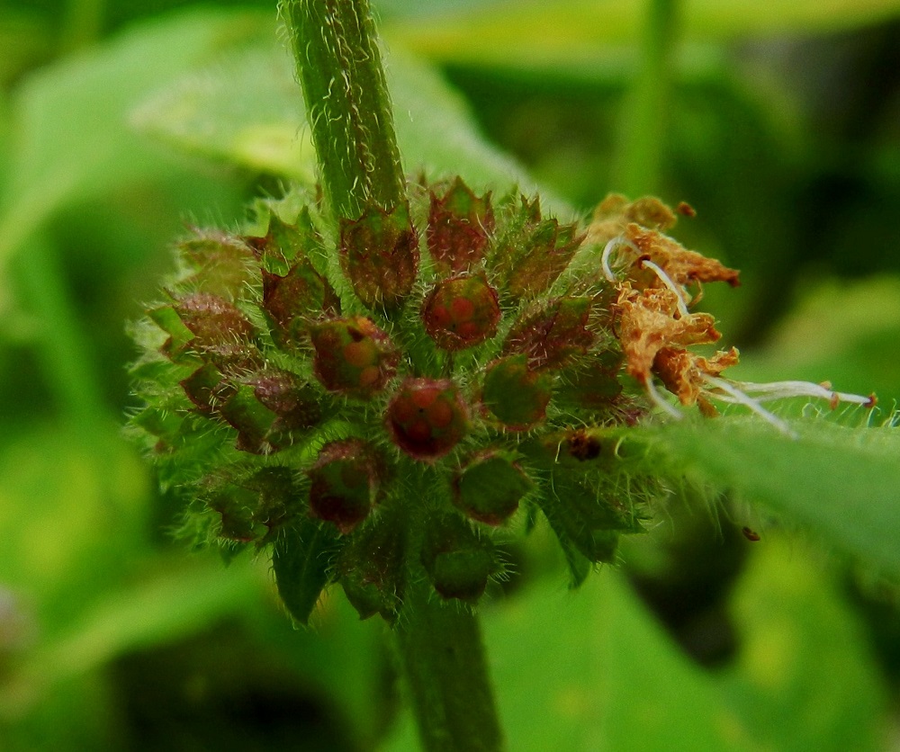 Mentha arvensis - rantamintun kukan verhiö on kellomainen ja karvainen. Se on tavallisesti noin 2-3 mm pitkä ja päästään lyhyesti viisiliuskainen. Liuskat ovat tasasivuisen kolmiomaiset ja ilman pitempää, suippenevaa kärkeä. Verhiön sisään kehittyvä hedelmä on ristikkäisesti nelilohkoinen ja noin 2 mm leveä. Lohkot ovat kellanruskeat tai punaruskeat ja noin 1 mm pitkät. EH, Hämeenlinna, Loimalahti, Hirsimäki, omakotialue Näsiäntien varressa, pihamaa, 6.8.2011. Copyright Hannu Kämäräinen.