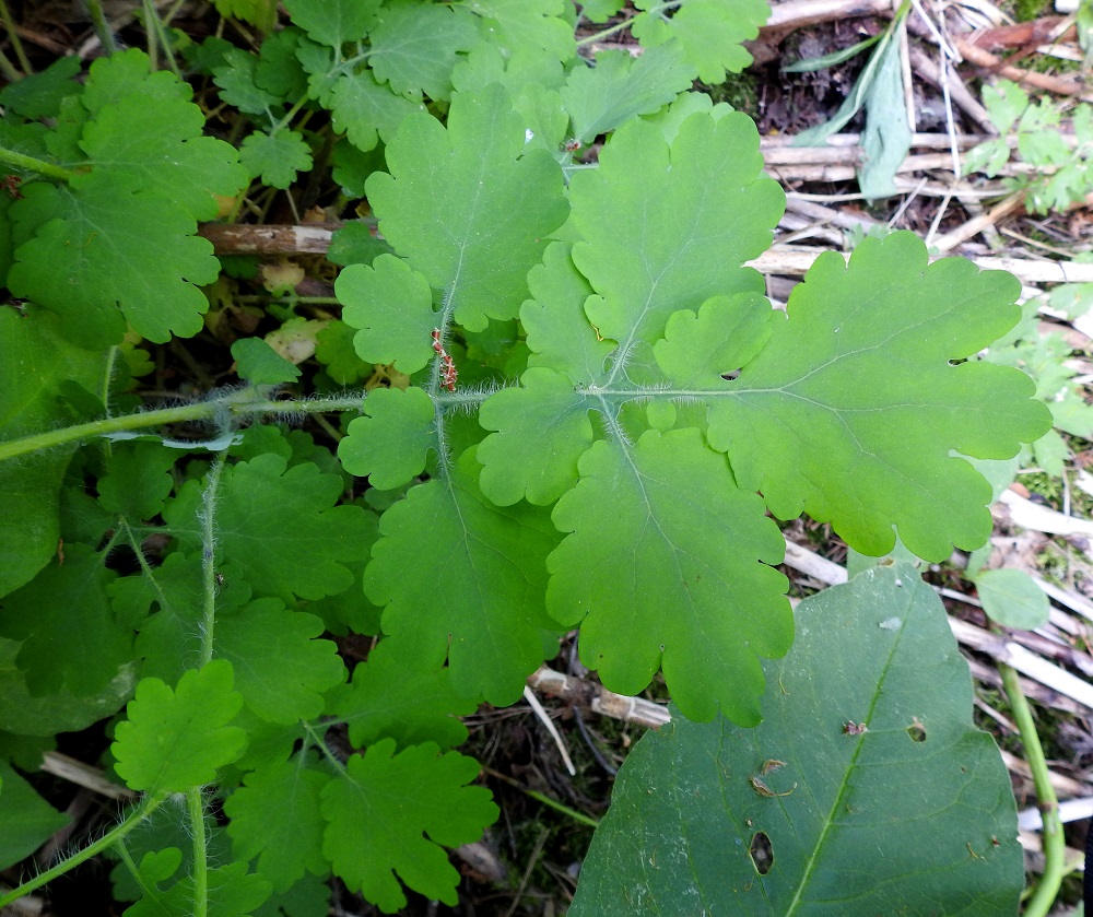 Chelidonium majus - keltamon ruusukelehtien lavassa on päätölehdykän lisäksi lehdykkäpareja useimmiten kahdesta neljään. Kierteisissä varsilehdissä lehdykkäpareja on päätölehdykän lisäksi yleensä kaksi tai kolme. Sivulehdykät ovat tavallisesti soikeita tai pyöreähköjä, jossain määrin liuskoittuneita ja epäsäännöllisesti pyöreän tai tylpän isohampaisia. Ne ovat kookkaimmillaan useimmiten noin 6 cm pitkiä ja noin 5 cm leveitä. Päätölehdykkä on muuten samanlainen, mutta se on yleensä sivulehdyköitä kookkaampi ja päästään kolmiliuskainen. Lehdykät ovat ruodilliset. Ruodit ja lavan keskiranka ovat tavallisesti siirottavasti karvaiset. Usein lavan kärkiosassa lehdyköiden ruodin sivussa on vielä erillinen, pienempi lehdykkä. Lehdykät ovat päältä kellanvihreät tai vihreät ja kaljut. EH, Hämeenlinna, Loimalahti, Hirsimäki, Vanamontien ja Vuokontien välisen kävelytieuran laide, 15.6.2022. Copyright Hannu Kämäräinen.