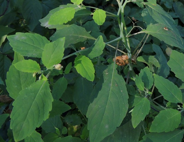 Impatiens capensis - lännenpalsamin lehtilapa on soikea tai puikeahko, hammaslaitainen ja ohut sekä päältä vihreä tai sinivihreä. Laitahampaat ovat kärkeä kohti suuntautuneet ja tylpät, mutta niiden kärjessä on yleensä lyhyt, otamainen nipukka. Täysikasvuinen lehtilapa on tavallisesti noin 4-7 cm pitkä ja leveimmältä kohtaa noin 2-4 cm leveä. Sen puoliskossa on useimmiten 5-12 hammasta. Lehtiruoti on yleensä noin 1-4 cm pitkä. 3.8.2013. Copyright Hannu Kämäräinen.