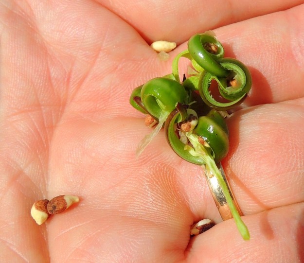 Impatiens glandulifera - jättipalsamin kota avautuu kypsänä vähäisestäkin kosketuksesta pitkittäisistä saumoistaan viisiliuskaisesti. Liuskoissa oleva jännite purkautuu rävähtäen ja ne kiertyvät tiukalle kiepille samalla lingoten siemenet jopa useiden metrien päähän. Siemenet ovat ruskeat tai osittain kellertävät, soikeahkon pitkulaiset, litteähköt ja nipukkakärkiset sekä noin 4-5 mm pitkät ja noin 3-4 mm leveät. EH, Hämeenlinna, Loimalahti, Kuokkamaa, entisen Sammon kaatopaikan täyttökummun lakialue, 6.8.2016. Copyright Hannu Kämäräinen.