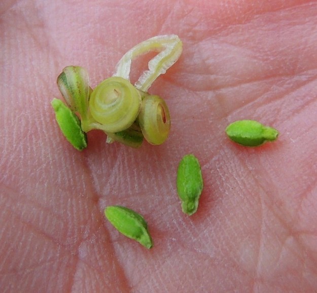 Impatiens noli-tangere - lehtopalsamin kota avautuu kypsänä pienestäkin kosketuksesta pitkittäisistä saumoistaan viisiliuskaisesti. Liuskoissa oleva jännite purkautuu salamannopeasti ja ne kiertyvät tiukalle kiepille samalla lingoten siemenet jopa useiden metrien päähän. Tieteellinen lajinimi tarkoittaakin "älä koske". Siemenet ovat soikeahkon pitkulaiset ja nipukkakärkiset sekä noin 4 mm pitkät. 24.7.2013. Copyright Hannu Kämäräinen.