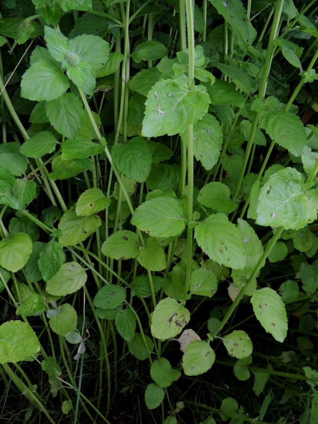 Mentha aquatica subsp. aquatica - vesimintun subsp. purovesimintun lehdet ovat varrella vastakkain ja yleensä ristikkäisesti allekkain. Lehtiruoti on useimmiten noin 3-15 mm pitkä. 10.8.2013. Copyright Hannu Kämäräinen.